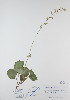  ( - BABY-09236)  @11 [ ] CreativeCommons - Attribution (2017) Unspecified B.A. Bennett Yukon herbarium (BABY)