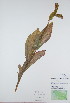  ( - BABY-09117)  @11 [ ] CreativeCommons - Attribution (2017) Unspecified B.A. Bennett Yukon herbarium (BABY)