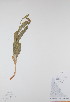  ( - BABY-00221)  @11 [ ] CreativeCommons - Attribution (2017) Unspecified B.A. Bennett Yukon herbarium (BABY)