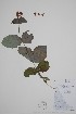  ( - BABY-00996)  @11 [ ] CreativeCommons - Attribution (2019) Unspecified Unspecified