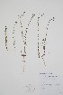  ( - BABY-03652)  @11 [ ] by (2021) Unspecified B.A. Bennett Herbarium (BABY)
