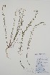  ( - BABY-07473)  @11 [ ] by (2021) Unspecified B.A. Bennett Herbarium (BABY)