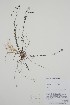  ( - BABY-07645)  @11 [ ] by (2021) Unspecified B.A. Bennett Herbarium (BABY)