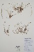  ( - BABY-10225)  @11 [ ] by (2021) Unspecified B.A. Bennett Herbarium (BABY)