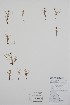  ( - BABY-09194)  @11 [ ] by (2021) Unspecified B.A. Bennett Herbarium (BABY)