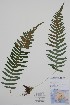  ( - BABY-09651)  @11 [ ] by (2021) Unspecified B.A. Bennett Herbarium (BABY)