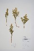  ( - CCDB-25866-A9)  @11 [ ] by (2022) Unspecified B.A. Bennett Herbarium (BABY)