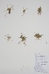  ( - CCDB-25866-E10)  @11 [ ] by (2022) Unspecified B.A. Bennett Herbarium (BABY)