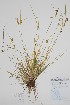  ( - CCDB-25866-E11)  @11 [ ] by (2022) Unspecified B.A. Bennett Herbarium (BABY)