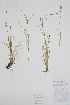  ( - CCDB-25866-E12)  @11 [ ] by (2022) Unspecified B.A. Bennett Herbarium (BABY)