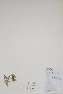  ( - CCDB-25866-E7)  @11 [ ] by (2022) Unspecified B.A. Bennett Herbarium (BABY)