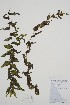  ( - CCDB-25866-H6)  @11 [ ] by (2022) Unspecified B.A. Bennett Herbarium (BABY)