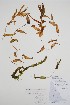  ( - CCDB-25866-H7)  @11 [ ] by (2022) Unspecified B.A. Bennett Herbarium (BABY)