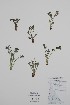 ( - BABY-11706)  @11 [ ] by (2022) Unspecified B.A. Bennett Herbarium (BABY)
