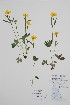  (Ranunculus turneri - BABY-11722)  @11 [ ] by (2022) Unspecified B.A. Bennett Herbarium (BABY)