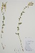  ( - BABY-07017)  @11 [ ] by (2022) Unspecified B.A. Bennett Herbarium (BABY)