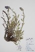  (Phacelia sericea - BABY-11750)  @11 [ ] by (2022) Unspecified B.A. Bennett Herbarium (BABY)