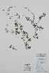  (Ranunculus subrigidus - BABY-11794)  @11 [ ] by (2022) Unspecified B.A. Bennett Herbarium (BABY)