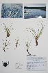  ( - BABY-11772)  @11 [ ] by (2022) Unspecified B.A. Bennett Herbarium (BABY)