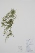  ( - BABY-10931)  @11 [ ] by (2022) Unspecified B.A. Bennett Herbarium (BABY)