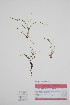  ( - BABY-11776)  @11 [ ] by (2022) Unspecified B.A. Bennett Herbarium (BABY)