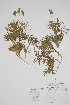  ( - BABY-11425)  @11 [ ] by (2022) Unspecified B.A. Bennett Herbarium (BABY)