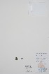  (Spirodela polyrhiza - BABY-10941)  @11 [ ] by (2022) Unspecified B.A. Bennett Herbarium (BABY)