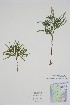  ( - BABY-08192)  @11 [ ] by (2022) Unspecified B.A. Bennett Herbarium (BABY)