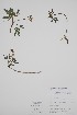  (Cardamine maxima - BABY-10630)  @11 [ ] by (2022) Unspecified B.A. Bennett Herbarium (BABY)