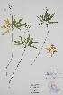  (Cardamine concatenata - BABY-11077)  @11 [ ] by (2022) Unspecified B.A. Bennett Herbarium (BABY)