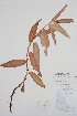  ( - CCDB-25898-C7)  @11 [ ] by (2022) Unspecified B.A. Bennett Herbarium (BABY)