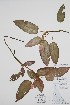  ( - CCDB-25898-C8)  @11 [ ] by (2022) Unspecified B.A. Bennett Herbarium (BABY)