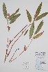  ( - CCDB-25898-C9)  @11 [ ] by (2022) Unspecified B.A. Bennett Herbarium (BABY)