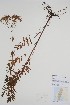  (Valeriana officinalis - CCDB-25898-D5)  @11 [ ] by (2022) Unspecified B.A. Bennett Herbarium (BABY)