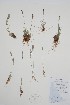  (Koeleria asiatica - CCDB-25898-E4)  @11 [ ] by (2022) Unspecified B.A. Bennett Herbarium (BABY)