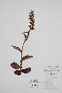  (Coeloglossum - CCDB-25898-F10)  @11 [ ] by (2022) Unspecified B.A. Bennett Herbarium (BABY)