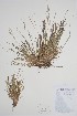  (Puccinellia angustata - CCDB-25898-H12)  @11 [ ] by (2022) Unspecified B.A. Bennett Herbarium (BABY)