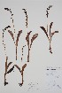  (Platanthera - CCDB-25898-H3)  @11 [ ] by (2022) Unspecified B.A. Bennett Herbarium (BABY)
