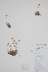  (Potentilla vulcanicola - CCDB-25898-H5)  @11 [ ] by (2022) Unspecified B.A. Bennett Herbarium (BABY)