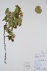  ( - BABY-10501)  @11 [ ] CreativeCommons  Attribution (Bruce A. Bennett) (2018) Unspecified B.A. Bennett Yukon Herbarium