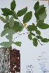  ( - BABY-10292)  @11 [ ] CreativeCommons  Attribution (Bruce A. Bennett) (2018) Unspecified B.A. Bennett Yukon Herbarium