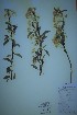  ( - BABY-08844)  @11 [ ] CreativeCommons  Attribution (Bruce A. Bennett) (2018) Unspecified B.A. Bennett Yukon Herbarium