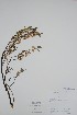  ( - BABY-09521)  @11 [ ] CreativeCommons  Attribution (Bruce A. Bennett) (2018) Unspecified B.A. Bennett Yukon Herbarium