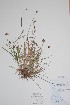  ( - BABY-10496)  @11 [ ] CreativeCommons  Attribution (Bruce A. Bennett) (2018) Unspecified B.A. Bennett Yukon Herbarium