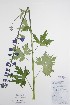  (Delphinium elatum x glaucum - BABY-11070)  @11 [ ] CreativeCommons - Attribution (2020) Unspecified B.A. Bennett Herbarium (BABY)