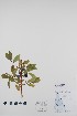  (Lonicera caerulea - BABY-09942)  @11 [ ] CreativeCommons - Attribution (2020) Unspecified B.A. Bennett Herbarium (BABY)