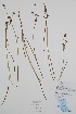  ( - BABY-11504)  @11 [ ] by (2020) Unspecified B.A. Bennett Herbarium (BABY)