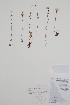  ( - BABY-05028)  @11 [ ] by (2020) Unspecified B.A. Bennett Herbarium (BABY)