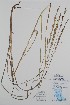 ( - BABY-11501)  @11 [ ] by (2020) Unspecified B.A. Bennett Herbarium (BABY)