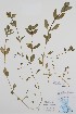  ( - BABY-11529)  @11 [ ] by (2020) Unspecified B.A. Bennett Herbarium (BABY)